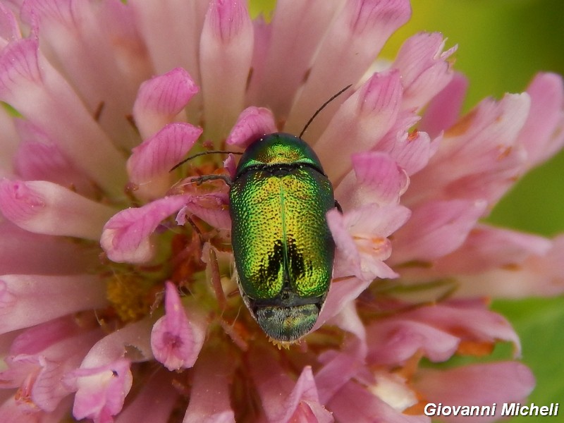 Serie di Chrysomelidae del Parco del Ticino